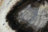 Petrified Wood Slice - Tom Miner Basin, Montana #104839-1